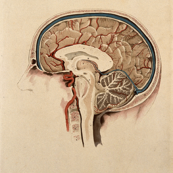 Brain drawing